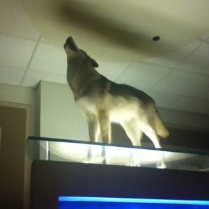 Meet your Posher, Michael